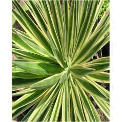 nasiona Jukka karolińska szt.5 Flxx10