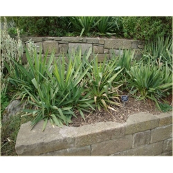 nasiona Jukka karolińska szt.5 Flxx10