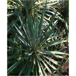 nasiona Jukka karolińska szt.5 Flxx10