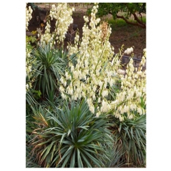 nasiona Jukka srebrzysta szt.5 Flxx11