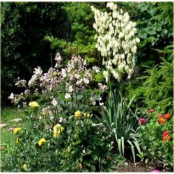 nasiona Jukka srebrzysta szt.5 Flxx11