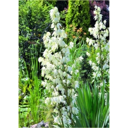 nasiona Jukka srebrzysta szt.5 Flxx11