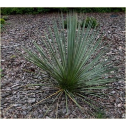 nasiona Jukka srebrzysta szt.5 Flxx11