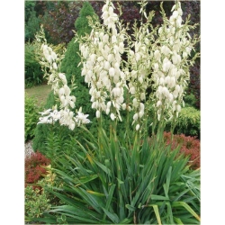 nasiona Jukka srebrzysta szt.5 Flxx11