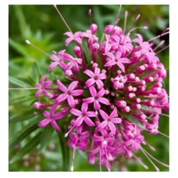 nasiona Kozłówka długoszyjkowa różowa szt.5 Flxx4