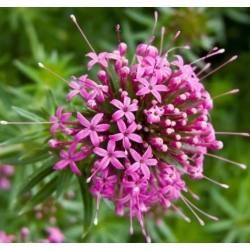 nasiona Kozłówka długoszyjkowa różowa szt.5 Flxx4