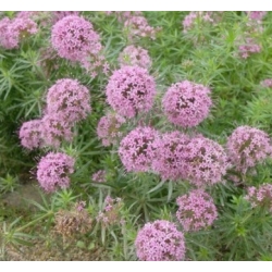 nasiona Kozłówka długoszyjkowa różowa szt.5 Flxx4