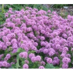 nasiona Kozłówka długoszyjkowa różowa szt.5 Flxx4