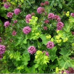 nasiona Kozłówka długoszyjkowa różowa szt.5 Flxx4