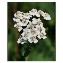 nasiona Krwawnik pospolity szt.10 Flxx127