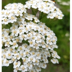 nasiona Krwawnik pospolity szt.10 Flxx127