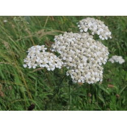 nasiona Krwawnik pospolity szt.10 Flxx127