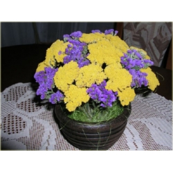 nasiona Krwawnik wiązówkowaty żółty szt.10 Flxx129