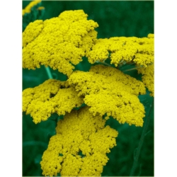 nasiona Krwawnik wiązówkowaty żółty szt.10 Flxx129