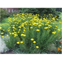 nasiona Krwawnik wiązówkowaty żółty szt.10 Flxx129