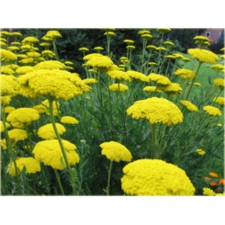 nasiona Krwawnik wiązówkowaty żółty szt.10 Flxx129