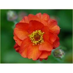 nasiona Kuklik chilijski szt.10 Flxx104