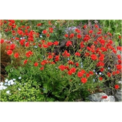 nasiona Kuklik chilijski szt.10 Flxx104