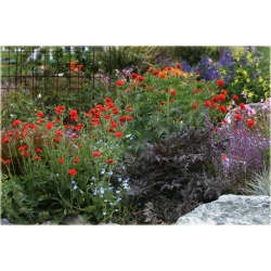 nasiona Kuklik chilijski szt.10 Flxx104