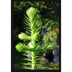 nasiona Kuninghamia chińska szt.10 Flxx41