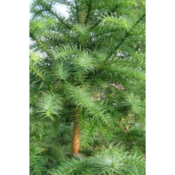 nasiona Kuninghamia chińska szt.10 Flxx41