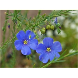 nasiona Len trwały szt.10 Flxx119