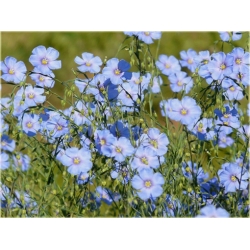 nasiona Len trwały szt.10 Flxx119