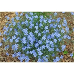 nasiona Len trwały szt.10 Flxx119