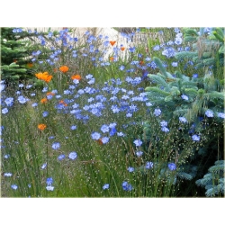 nasiona Len trwały szt.10 Flxx119