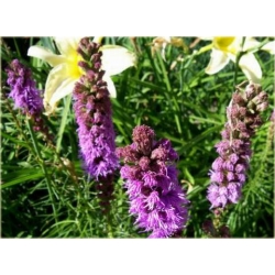 nasiona Liatra kłosowa fioletowa szt.10 Flxx131