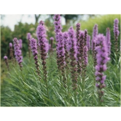 nasiona Liatra kłosowa fioletowa szt.10 Flxx131