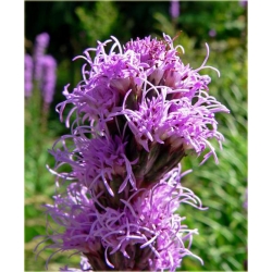 nasiona Liatra kłosowa fioletowa szt.10 Flxx131