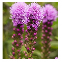 nasiona Liatra kłosowa Kobold szt.10 Flxx16