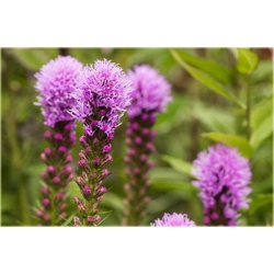 nasiona Liatra kłosowa Kobold szt.10 Flxx16