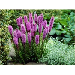 nasiona Liatra kłosowa Kobold szt.10 Flxx16