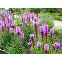 nasiona Liatra kłosowa Kobold szt.10 Flxx16