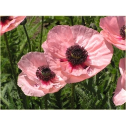 nasiona Mak wschodni szt.10 Flxx101