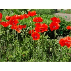 nasiona Mak wschodni szt.10 Flxx101