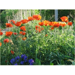 nasiona Mak wschodni szt.10 Flxx101