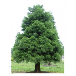 nasiona Mamutowiec olbrzymi szt.5 Flxx72