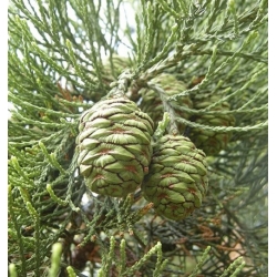 nasiona Mamutowiec olbrzymi szt.5 Flxx72