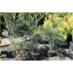 nasiona Mamutowiec olbrzymi szt.5 Flxx72