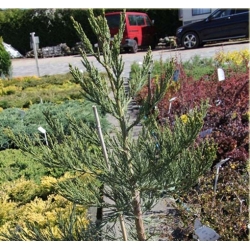 nasiona Mamutowiec olbrzymi szt.5 Flxx72