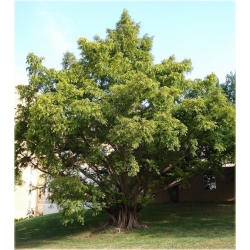 nasiona Metasekwoja chińska szt.10 Flxx50
