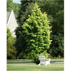 nasiona Metasekwoja chińska szt.10 Flxx50