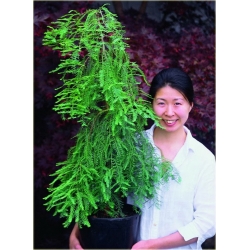 nasiona Metasekwoja chińska szt.10 Flxx50