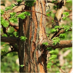 nasiona Metasekwoja chińska szt.10 Flxx50