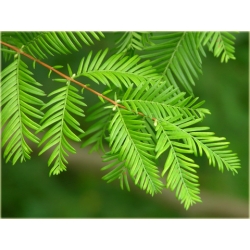 nasiona Metasekwoja chińska szt.10 Flxx50