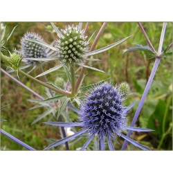 nasiona Mikołajek płaskolistny szt.10 Flxx106