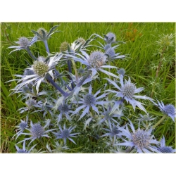 nasiona Mikołajek płaskolistny szt.10 Flxx106